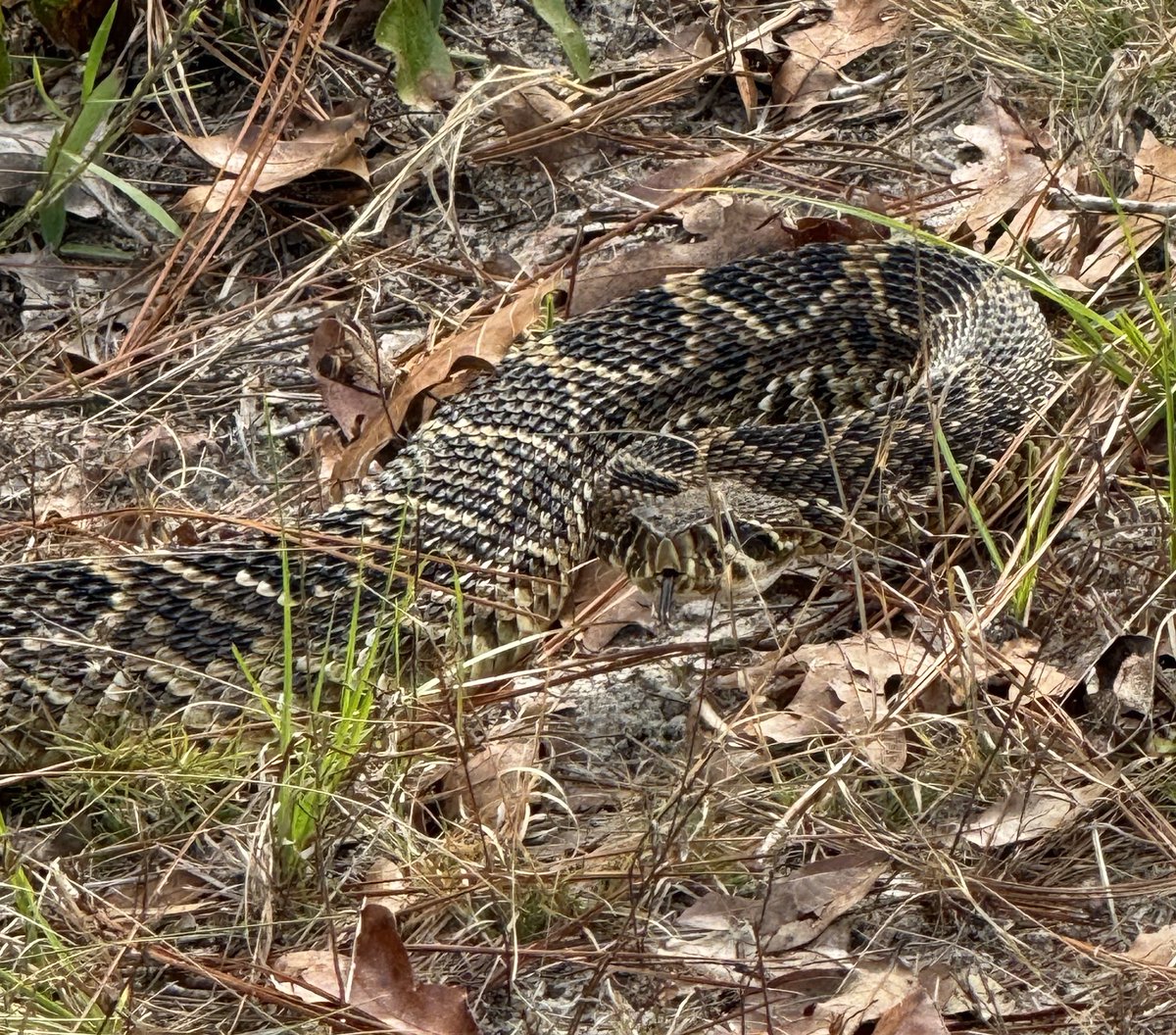 Georgia Southern Herp Collection (@herpgsu) on Twitter photo Our Field Biology class was thrilled to encounter this Eastern Diamond-backed #Rattlesnake yesterday while exploring a sandhill in Candler County. Photo by undergrad Taylor Whitley. Our collection holds 140 specimens. #EDB #snakes Our Field Biology class was thrilled to encounter this Eastern Diamond-backed #Rattlesnake yesterday while exploring a sandhill in Candler County. Photo by undergrad Taylor Whitley. Our collection holds 140 specimens. #EDB #snakes