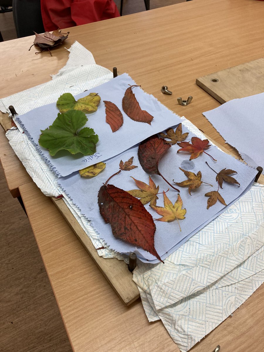 PipersForestSch's tweet image. Before half term, Year 1 collected and pressed lots of leaves. Today the leaves were ready to stick onto paper. Once they are dry, they will be ready for the last step - can you guess what the final product will be?! 🍁🤔
#naturecraft #leafpressing #piperspreprep