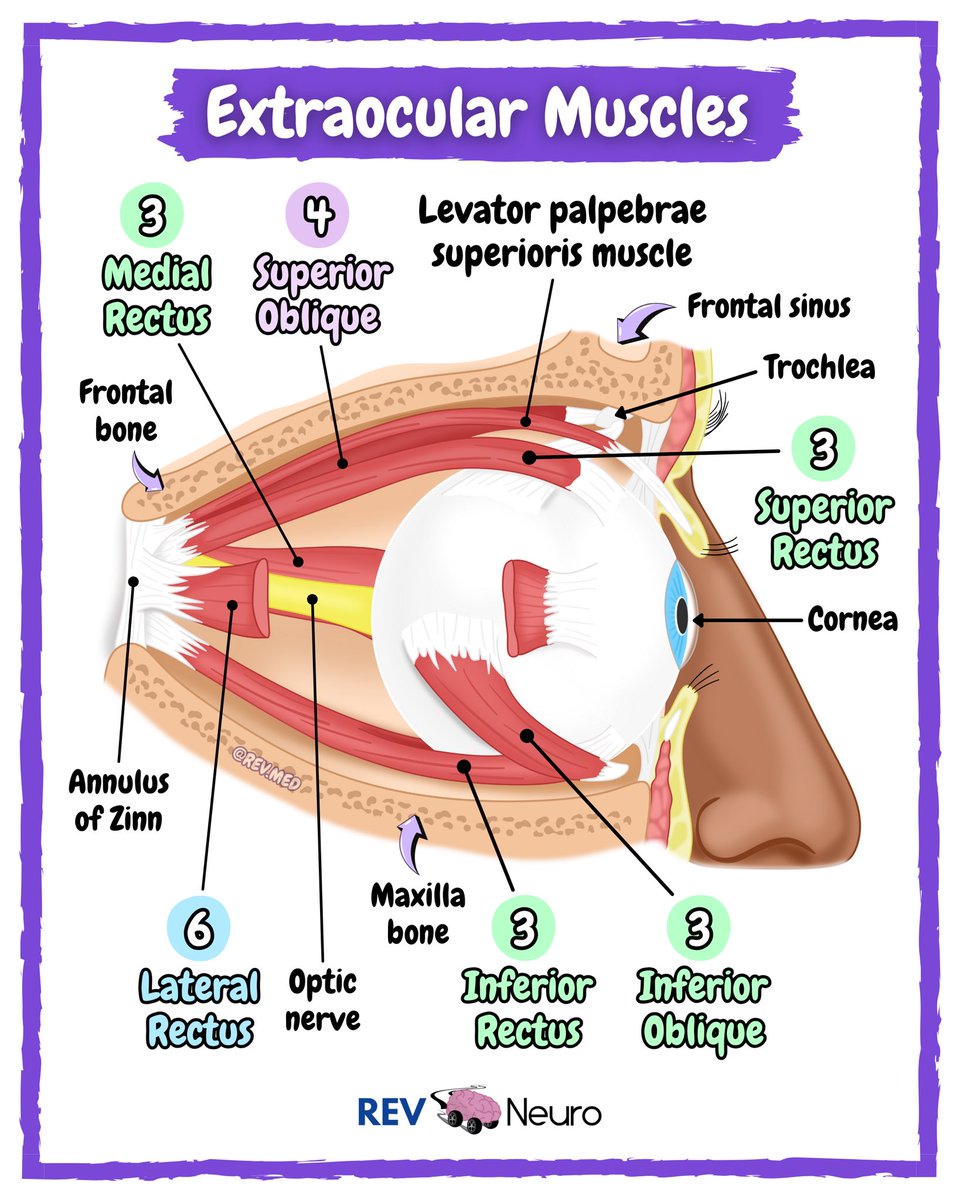 Jon Snow is teaching this lesson. Tap the sound on and listen. You may have to visit our IG page. Great review and mnemonic for the Extraocular Muscles 👁️

#Anatomy #MEDTwitter