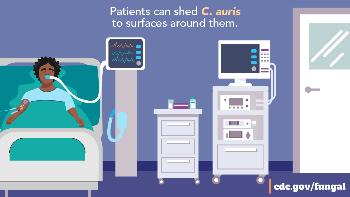 CDC_AR's tweet photo. Candida auris is a fungus that can cause deadly infections &amp; spread easily among patients in healthcare settings. Most C. auris infections are resistant to at least 1 type of antifungal drug. Learn more: https://t.co/iBuVjT7UJ5 #USAAW24 #AntimicrobialResistance https://t.co/h3HWaWoDET