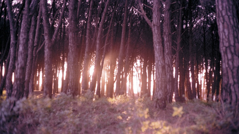 🌼 Exposició; "Cómo hacer de este Pantano un Jardín", de Romina Carrea.
🦋 Una exploració sensible i nostàlgica sobre la memòria i la preservació d'allò efímer.

📍 Al <a href="/patillimona/">Pati Llimona</a>
🗓️ Fins el 16/12

Més informació:
🔗 i.mtrbio.com/lzcdhitbre