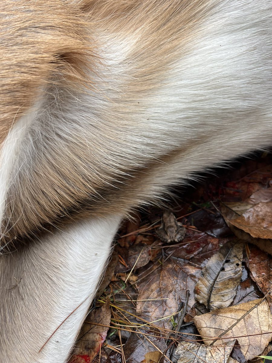 The Lord has blessed me today! Got a  big young buck this morning. 🦌🏹

During my birthday week, no less! 

(Here’s a little frog who hopped underneath him.)