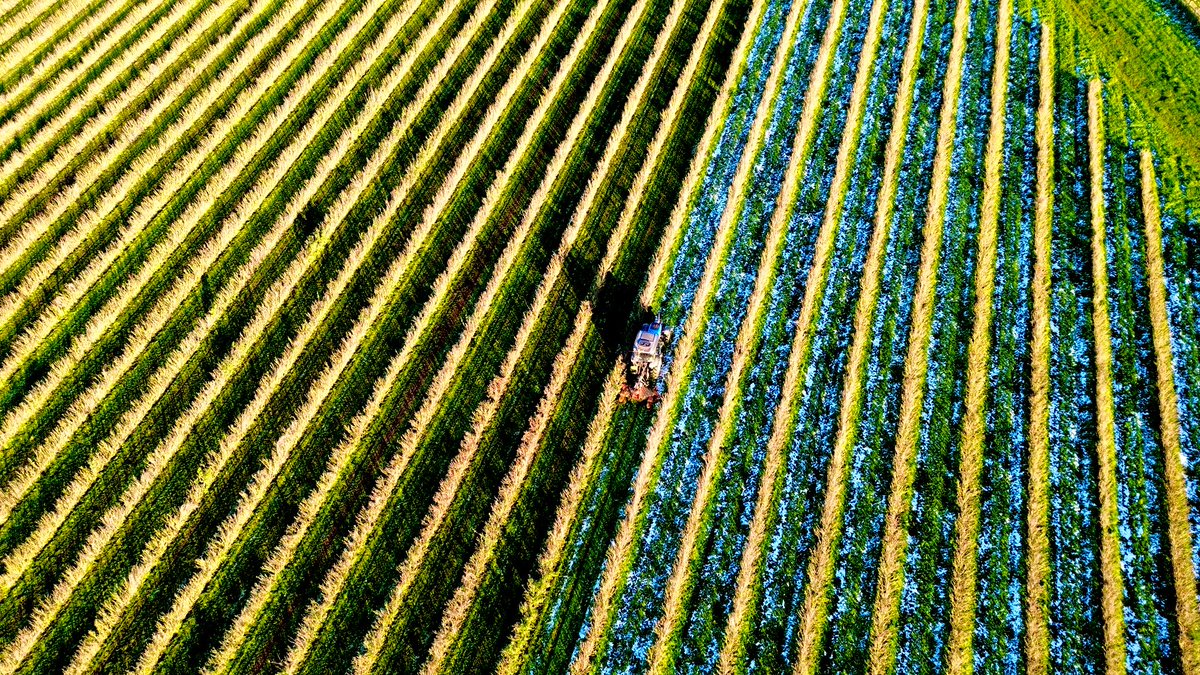 Bit of sign writing and preparing for next season’s fruit crops as the cold weather arrives #organic #herefordshire #snow <a href="/LEAF_Education/">LEAF Education</a> <a href="/driscollsberry/">Driscoll's Berries</a> <a href="/WindmillHFruits/">Windmill Hill Fruits</a> <a href="/AntSnell/">Anthony Snell</a>  <a href="/HarrietCurrants/">Harriet Prosser</a>