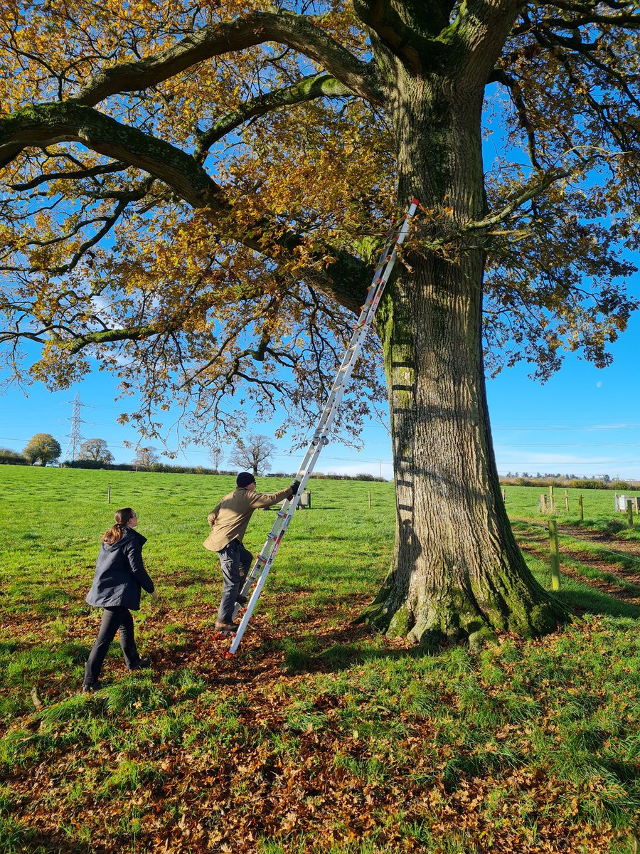 Francis Buner tweet media