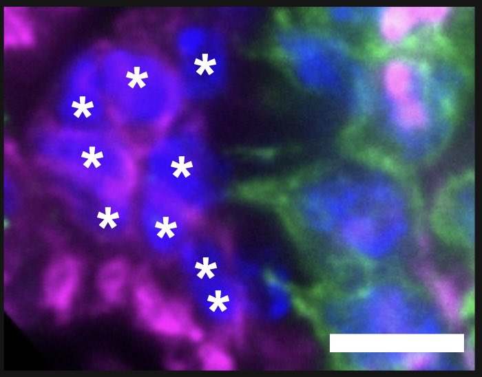 The Ashe lab tweet media
