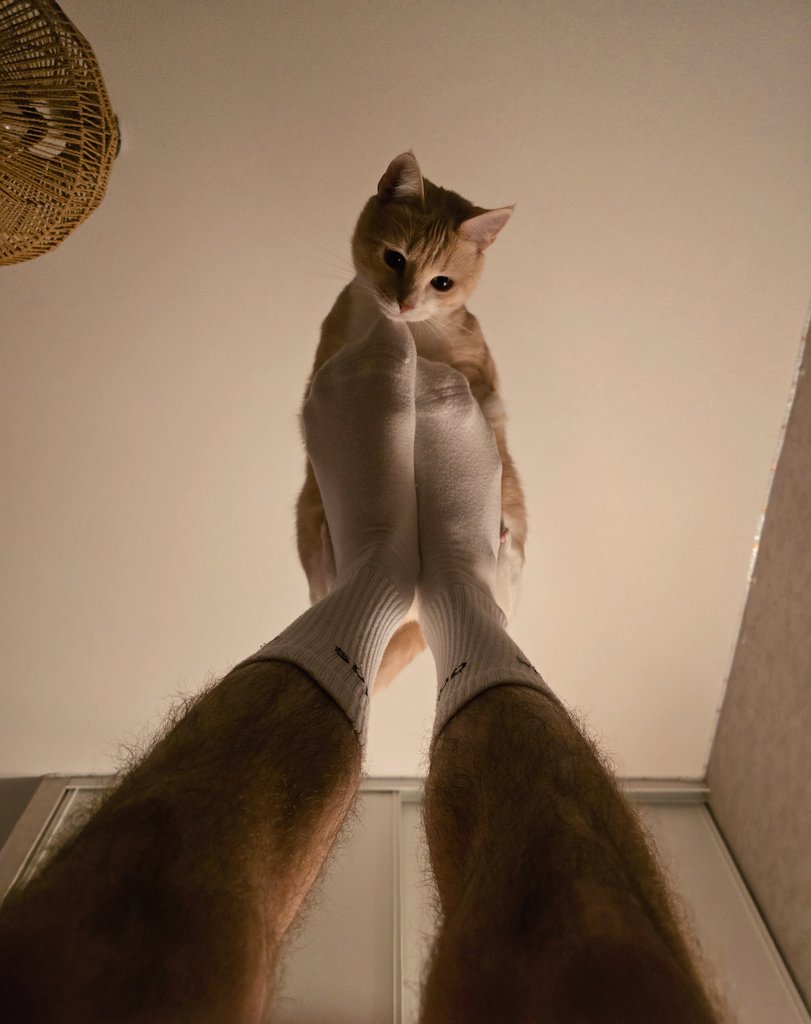 Prête pour le cirque 🤹‍♂️🙀 #cat #catlover