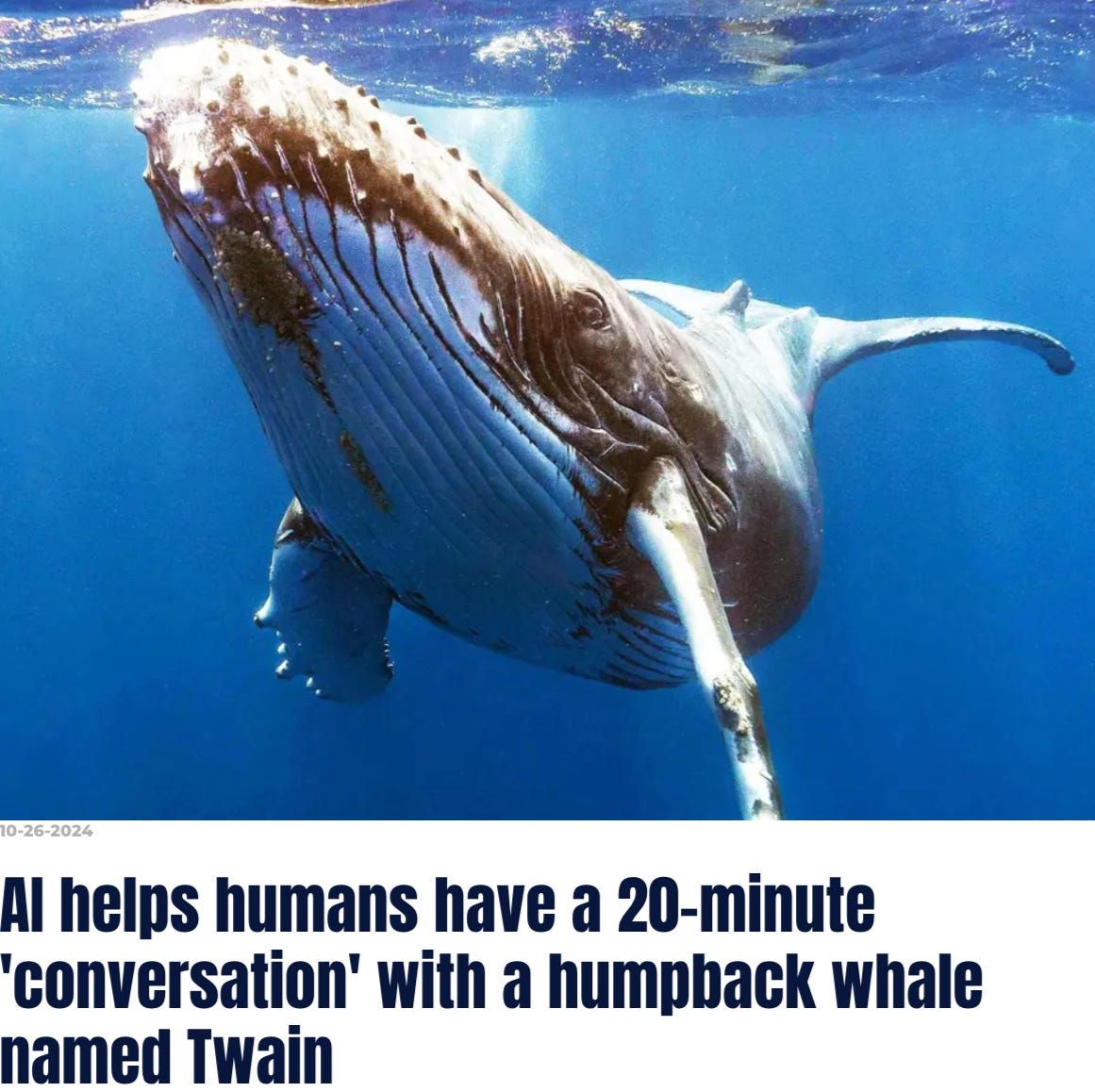 In my latest substack post, I've explored why I can't stop clicking articles about whales - buff.ly/493RcRN