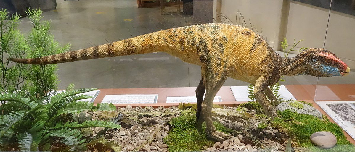 Taylor McCoy 🦖 tweet media