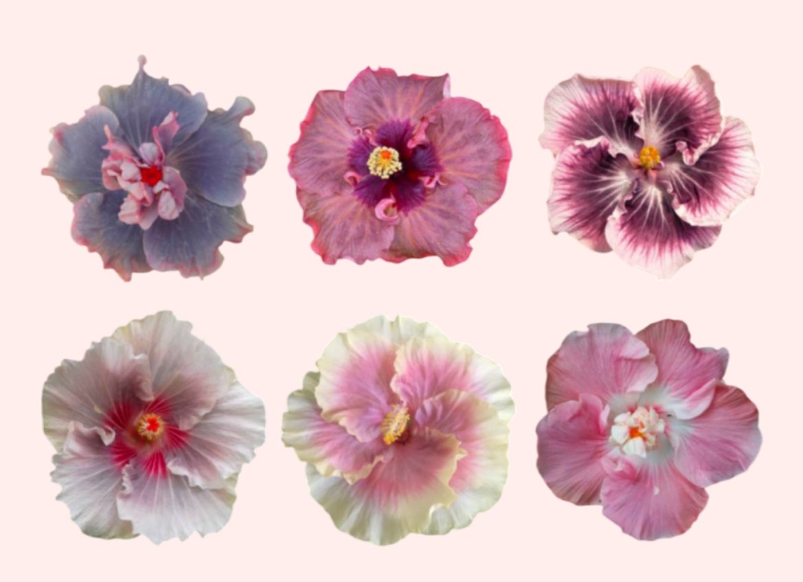 prtygal777's tweet photo. Hibiscus https://t.co/AwseRH5RTn