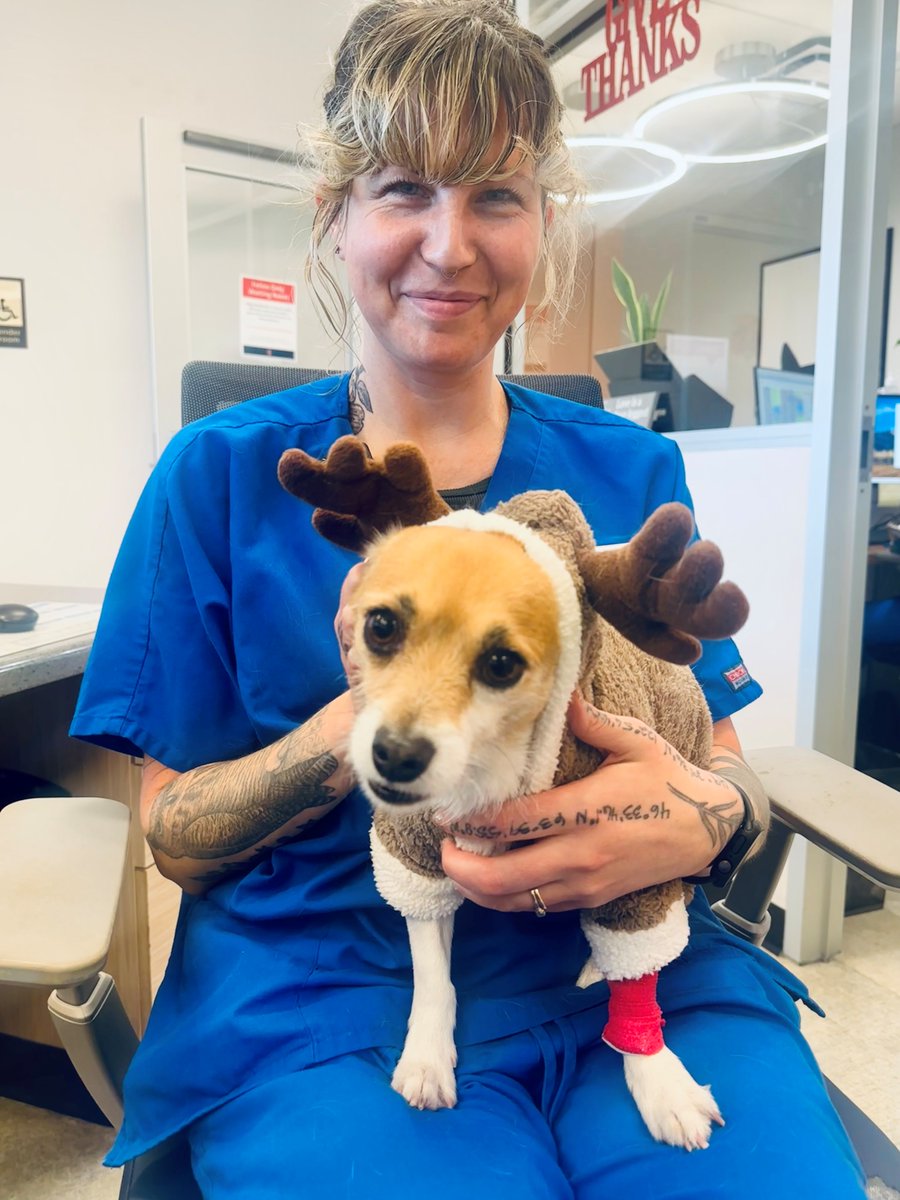 MedDistVetIL's tweet photo. 'Tis the season for a dental check up! 🐾 ☃️ 

Puka, a 5-year-old terrier mix, posed with #VetTech Ashleigh after getting his teeth checked at #MedicalDistrictVetClinic https://t.co/KaaDl98w3u