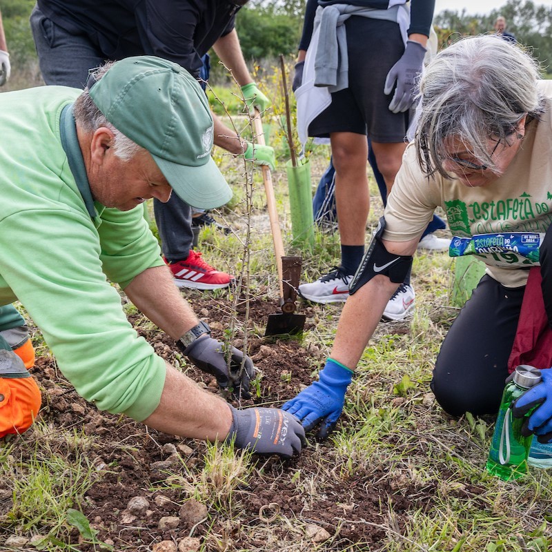 Life Lungs is celebrating the 90th anniversary of the Monsanto Forest Park with the “90 years/ 90 trees” planting actions. For now, pomegranate, laurel, almond and other trees grow alongside cedars, oaks and pine trees. 🌲
#Lisbon #LifeLungs 
 <a href="/LIFEprogramme/">LIFE Programme</a> <a href="/CamaraLisboa/">Lisboa</a>