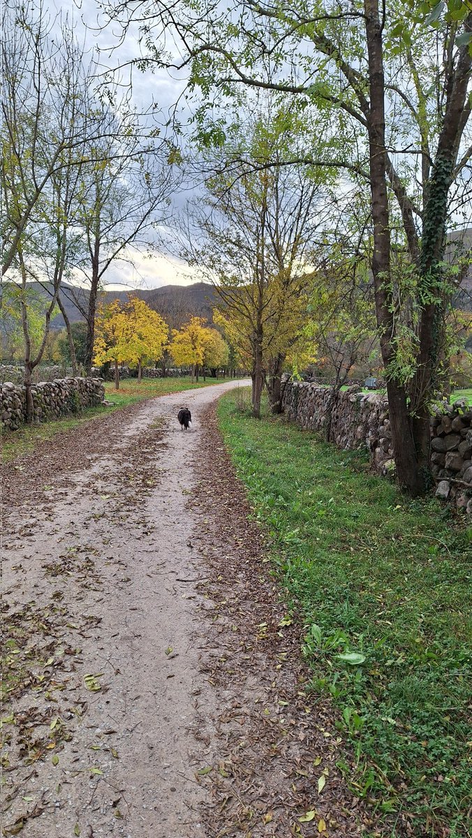 Jesús Cañas  Jiménez tweet media