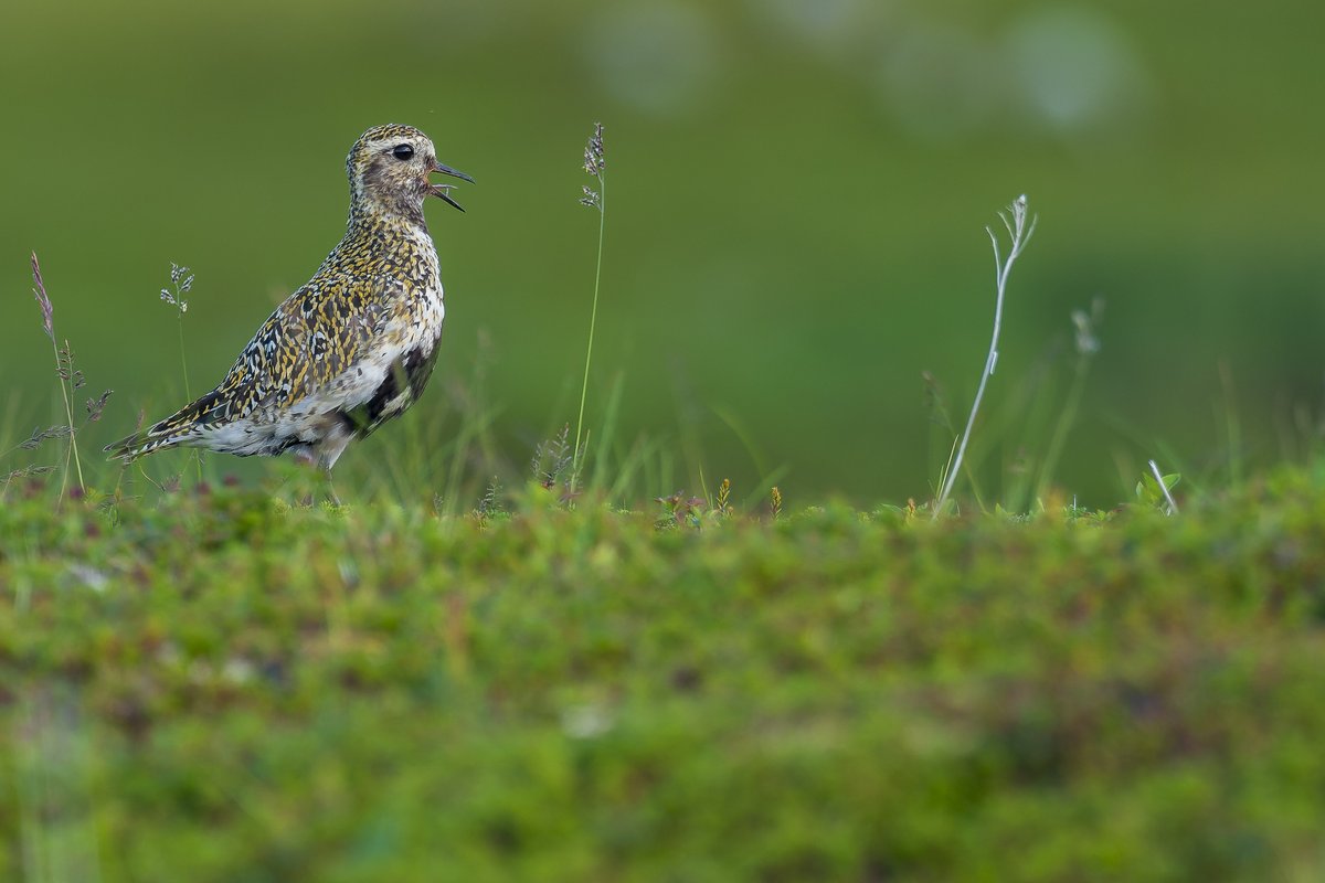 Clue time! 🔍 On our first trip, we'll see the European golden plover (Pluvialis apricaria). Did you know that its presence was believed to predict rain? ☔

We hope that, despite its name, good weather sticks around during the trip! 🌞

Where do you think we're heading? 🗺