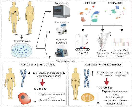 Fahd Qadir 🧬🥼🖥️☮️ (@fahdqadir) on Twitter photo 2nd arm of my postdoc work in the <a href="/FMauvaisJarvis/">Franck Mauvais-Jarvis</a> lab out now in <a href="/embojournal/">The EMBO Journal</a> Here we provide a high-resolution single-cell gene expression + regulation map, in #human #islets across biological sex. #scRNAseq #snATACseq #multiomics
embopress.org/doi/full/10.10… 2nd arm of my postdoc work in the <a href="/FMauvaisJarvis/">Franck Mauvais-Jarvis</a> lab out now in <a href="/embojournal/">The EMBO Journal</a> Here we provide a high-resolution single-cell gene expression + regulation map, in #human #islets across biological sex. #scRNAseq #snATACseq #multiomics
embopress.org/doi/full/10.10…