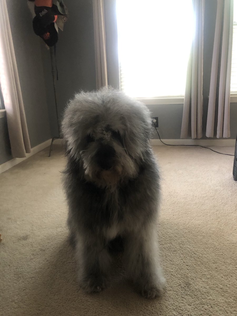 WilfredTheFloof's tweet photo. When I had better floof https://t.co/Yuf0kkPPNV