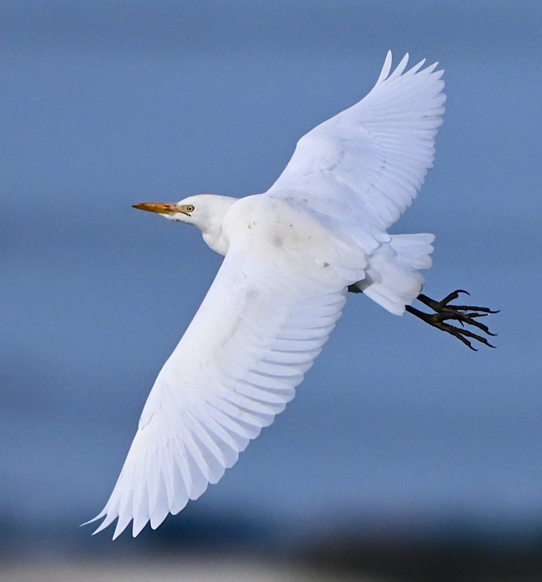 RSPB Dungeness this morning, one of the 16 Cattle Egrets which I saw, that are again associating with the cows at Boulderwall.