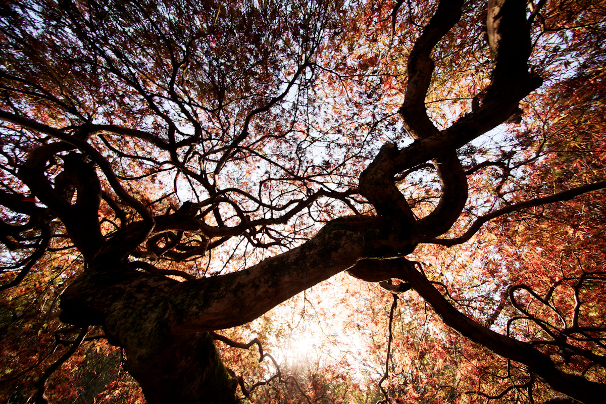 john_f_leonard's tweet photo. some will tell you there's magic in Esolt Wood - spots where the season stalls, snow on the ground then suddenly autumn beneath your feet and twisting in the trees overhead ...others will agree and mutter that it's dark and dangerous magic
#WyrdWednesday #BledbrookeTales #Horror https://t.co/7gwiyExiH7