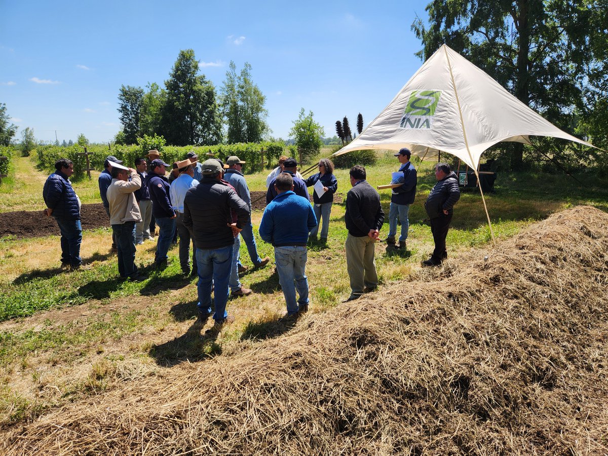 INIAQuilamapu's tweet photo. Día de campo “Rotaciones de cultivos y manejo sostenible de rastrojos” en #Chillán (organizado x @iniachile #conaf y #FAO) promovió prácticas amigables con medio ambiente que estimulan economía circular de predios agrícolas.
#YoNutroMiSuelo
#CuidadoDelSuelo 
#ManejoDeRastrojos https://t.co/oGpooE4Ro2