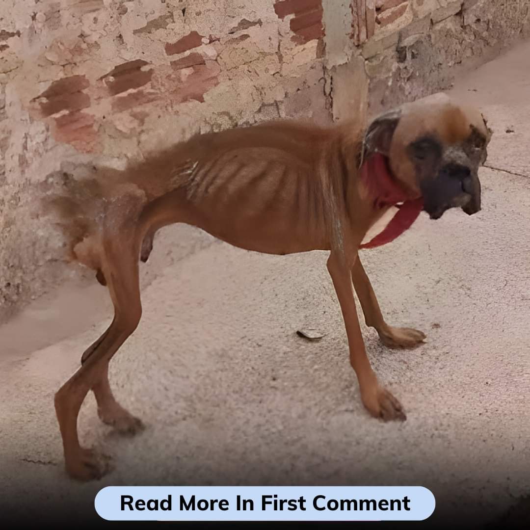 I Am Very Sick and a stray dog 🥺Please Pray For Me 💔😢🙏