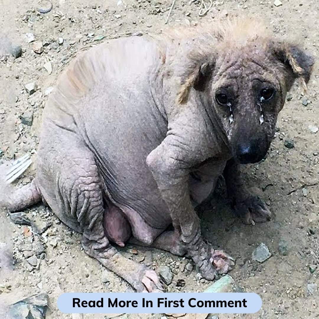 I Am Very Sick and a stray dog 🥺Please Pray For Me 💔😢🙏