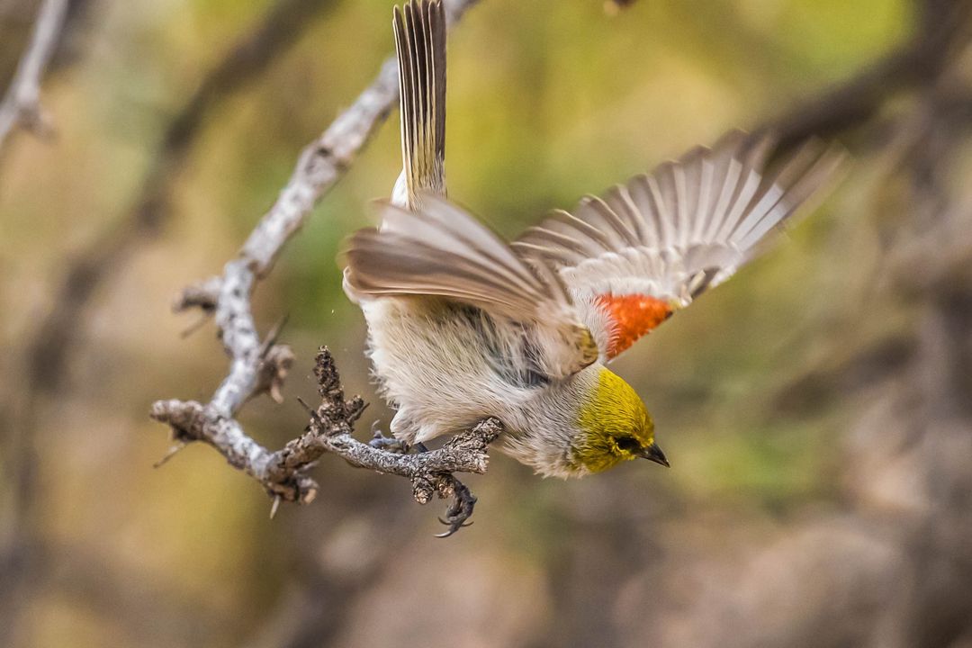 Arizona's state parks offer guided birding walks to show you the best spots to view year-round residents and migratory birds passing through the state this fall. Find our birding events calendar at azstateparks.com/arizona-birding. 🪶
📸: Phainopepla and verdin by Peter Kummerfeldt