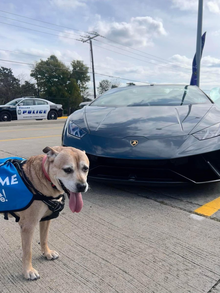 Want to cruise through life with Cotton? 🚗🐾 Adopt this adorable senior girl! November is Adopt a Senior Dog Month—give her the loving home she deserves! Email adopt@dallaspetsalive.org to meet this cutie!