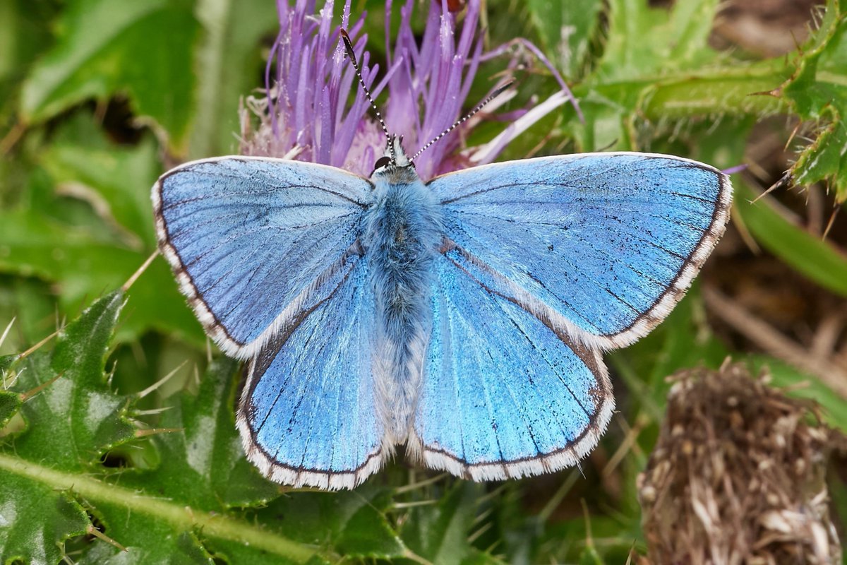 David Williams tweet media