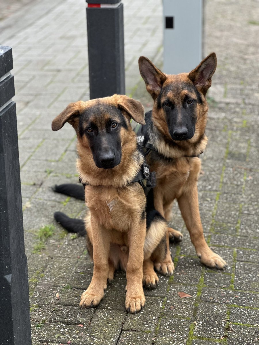 Deze dakloze jonge mensen zoeken #urgent een tijdelijke opvang voor hun 2 herderpups van bijna 8 maanden. Gechipt, gevaccineerd, paspoort. Prachtige honden, lief en speels, twee reutjes, mogen ook apart worden geplaatst. Ben of weet je een foster: laat het ajb weten! RT=lief! 🐾