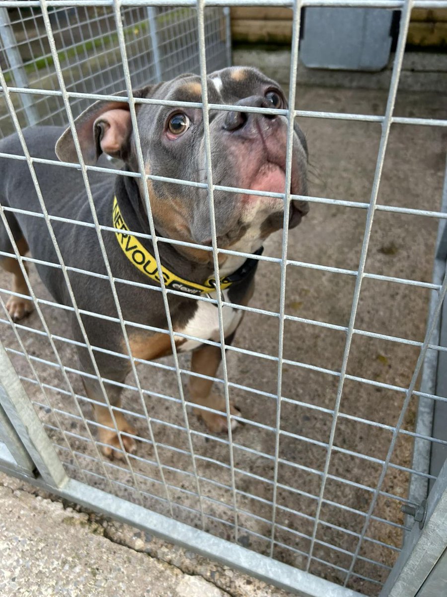 AdoptionsUk's tweet photo. Please share to help find the owner of this stray dog found #SALFORD  #MANCHESTER #UK 🐶😢
Contact Salford council or Manchester Dogs Home if this is your dog or for more information. 
Council reference for this dog - J31502
Now at Manchester dogs home
This dog was found on Carrington lane  m31
The dog is chipped but details not up to date 
Do you know this dog? If so, please telephone our contact centre on 01617932500
Please like and share as every share helps
Original post on Facebook 👇
https://t.co/jWXJYZu3Wd

#dogs #dog #animals #rescuedogs #adoptdontshop #dogsoffacebook #pets #Cheshire @MissingPetsGB @DogLostUK @Nightowl400  @LisaClareRead2 @liamgallagher #Missingdog #Stolen @rosiedoc666