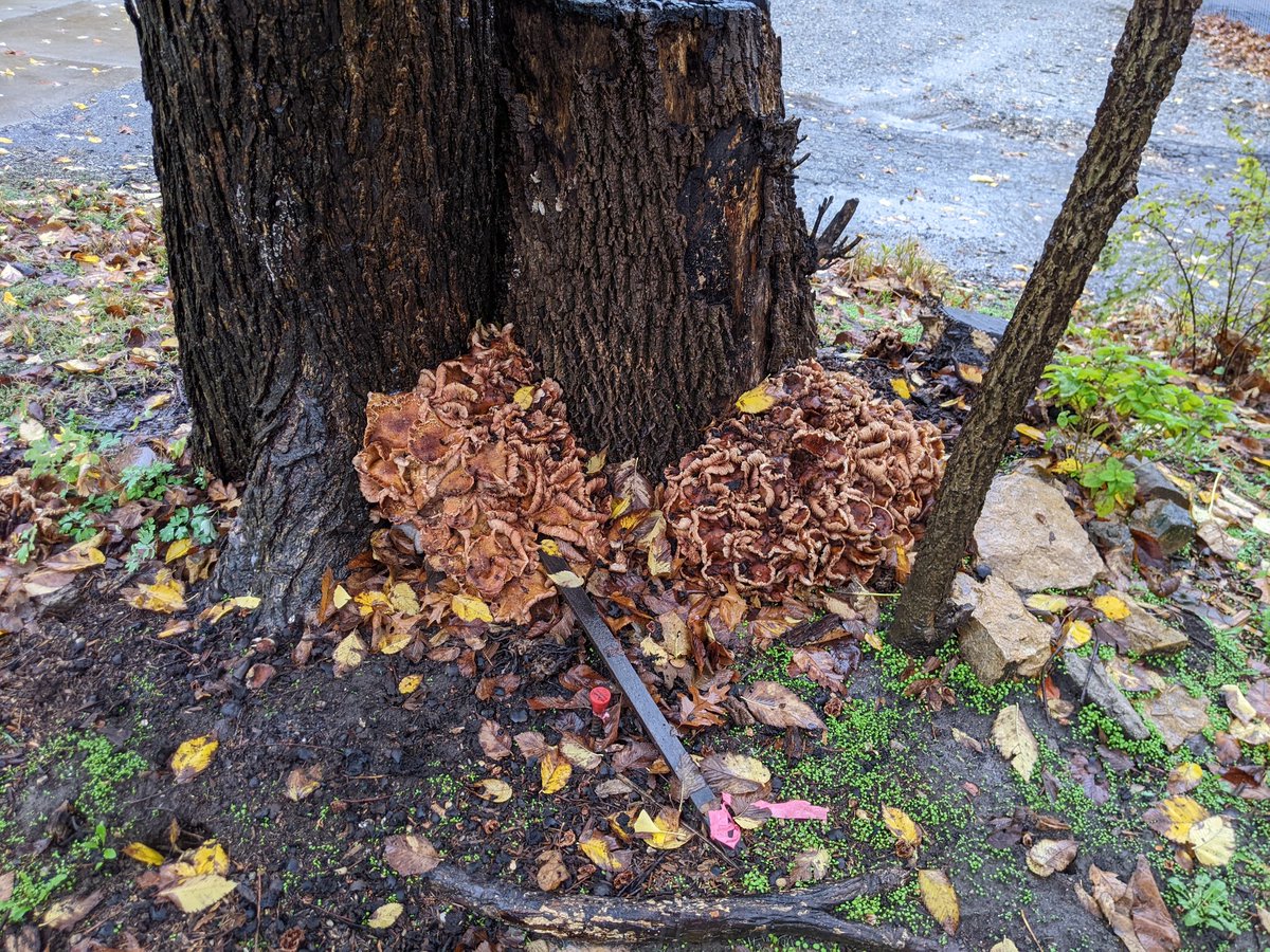 when they have tree stump at the function 🤤