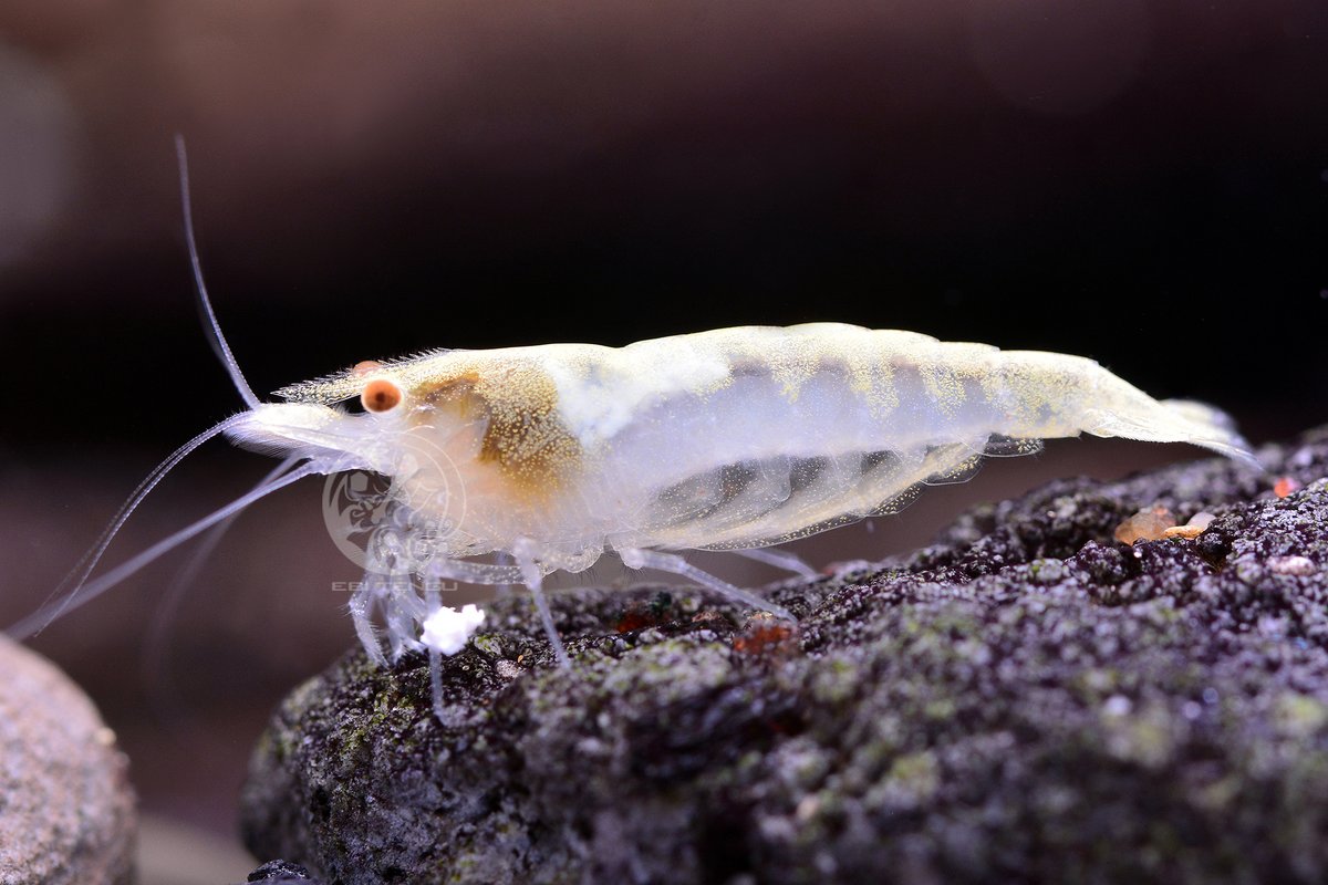 EBITENGU_global's tweet photo. Caridina babaulti "White Zwbra"

This mutated variety of shrimp is truly special, combining the characteristics of transparency and milky white patterns to create unique zebra-like stripes. 

#caridina
#shrimp
#shrimpkeeping
#aquatic
#aquarium
#ebitengu https://t.co/jg5Jgc8qcs