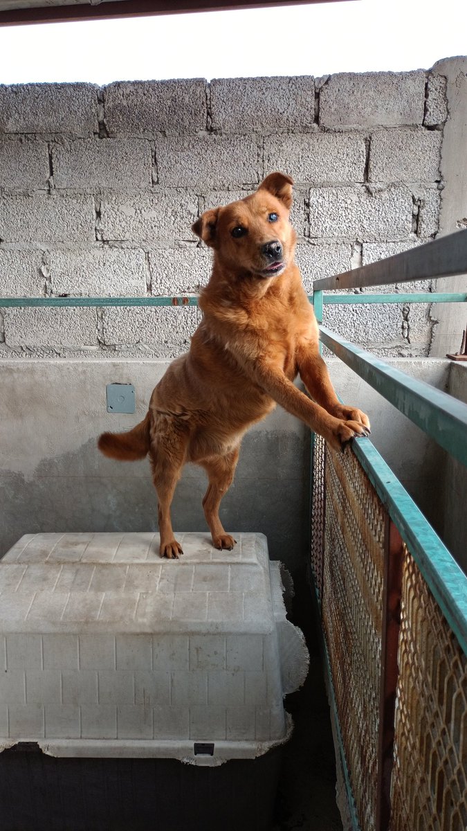 LaCamadaNitinMx's tweet photo. #FelizMiercoles les desea #Oso y les pide que no lo olviden, él ya tiene 2 años con nosotros.

#Comparte su foto para que alguna familia lo vea con el ❤️ y le ofrezca un hogar. Tiene 7 añitos pero es un #chavoruco aliviando que le gusta jugar y ama los apapachos. https://t.co/gpg06imYMk