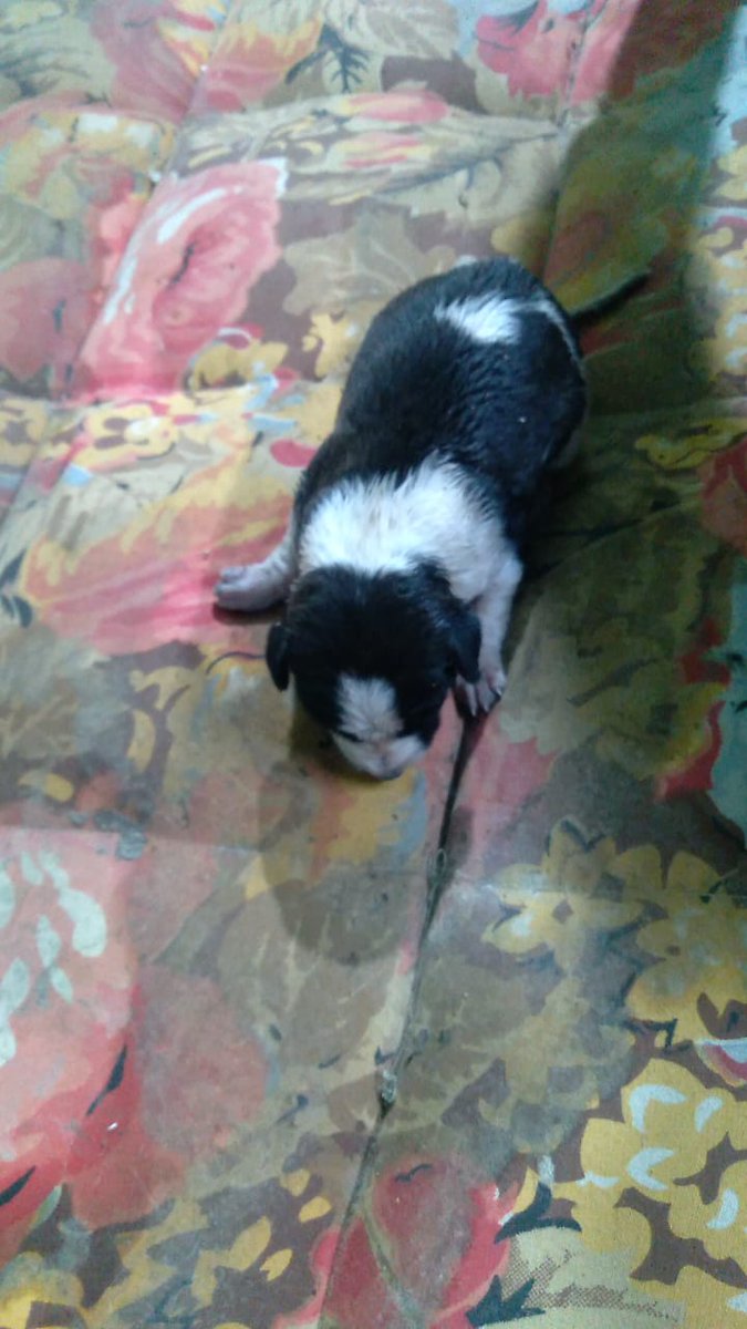 ManOfExplosives's tweet photo. Please Help This Dog🙏🏼🙏🏼🙏🏼🙏🏼🙏🏼

#Dogs #SaveDogs #SaveCountryDogs #CountryDogs #Ramanathapuram #Ramnad #TamilNadu #DogsLover #DogsAreFamily 

for Contact DM me https://t.co/rko8RSul8I