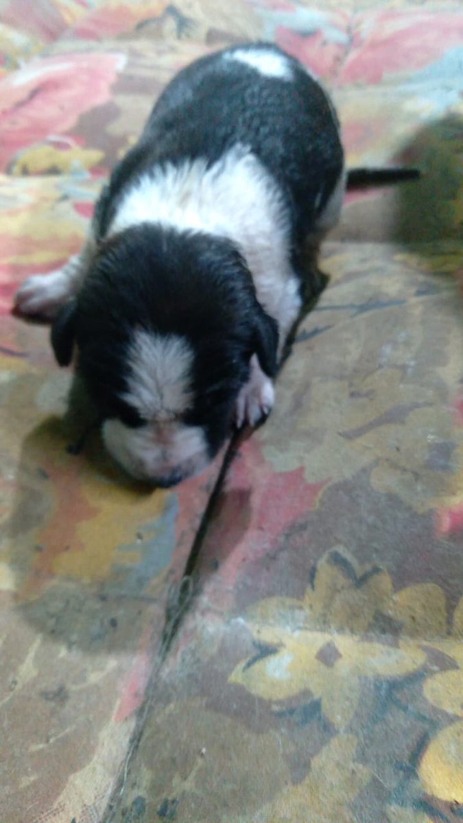 ManOfExplosives's tweet photo. Please Help This Dog🙏🏼🙏🏼🙏🏼🙏🏼🙏🏼

#Dogs #SaveDogs #SaveCountryDogs #CountryDogs #Ramanathapuram #Ramnad #TamilNadu #DogsLover #DogsAreFamily 

for Contact DM me https://t.co/rko8RSul8I