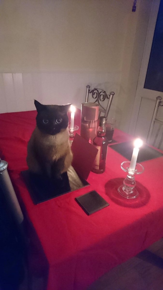 Posts Of Cats tweet media