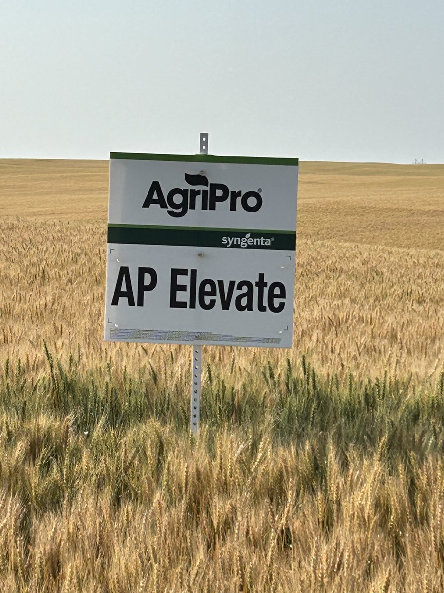 Apwheat's tweet image. I would suggest calling your AgriPro Associate soon if you want to plant some in the spring of 2025. Otherwise you might have to wait until the spring of 2026.