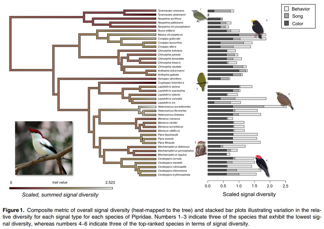 Check out this cool figure (made with the help of #phytools) in the recent article 'Multimodal signalling in manakins: lack of correlated evolution between acoustic, visual and behavioural traits' in <a href="/IBIS_journal/">BOU 👩🏻‍🏫👨🏿‍🏫🧕🏽👳🏽‍♂️ 🌈</a> by Sonia Ariznavarreta et al.: doi.org/10.1111/ibi.13….