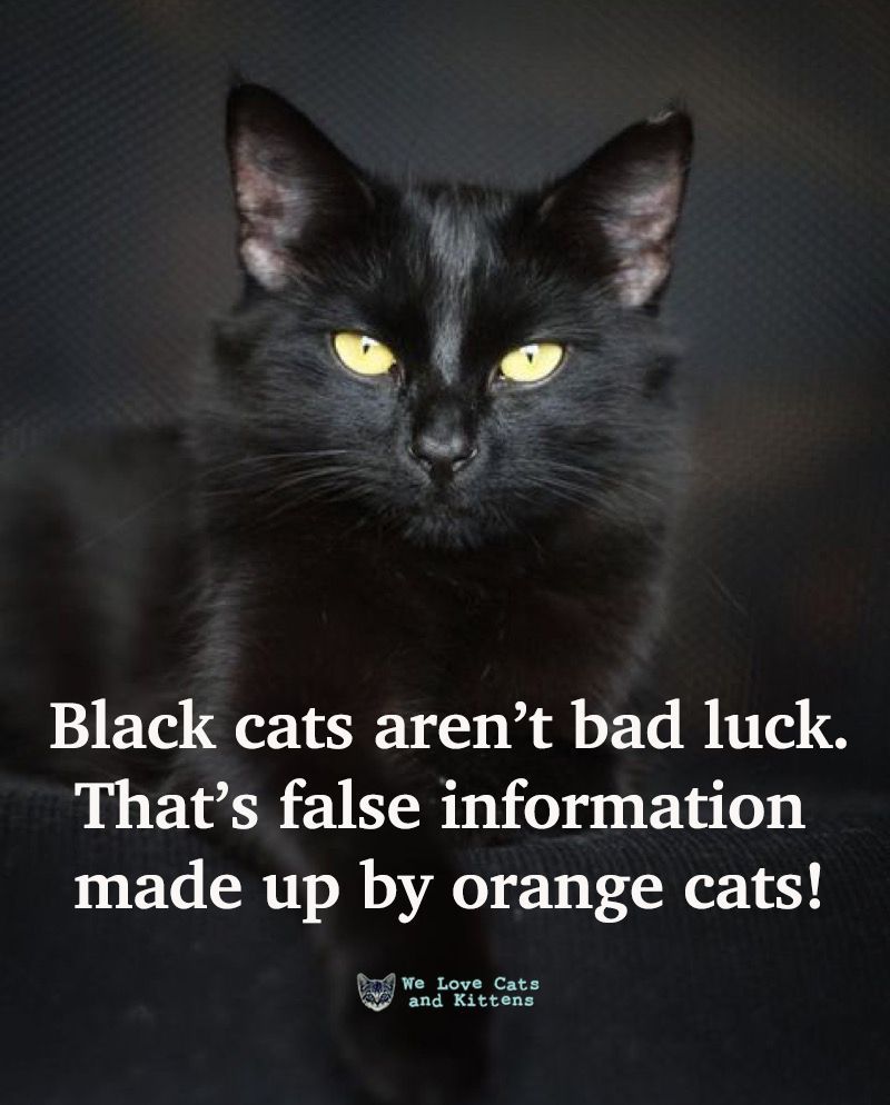 catsnkittys's tweet photo. 🖤 🖤 🖤 https://t.co/dMJShQ3AuO
