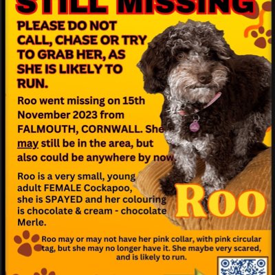 rosieDoc2's tweet image. #NewProfilePic
#SpanielHour

Where has ROO gone? 
Was in an unfamiliar area with a #DogSitter when she ran off 
THIS WAS ONE YEAR AGO 
15/11/23 😓💔
#Falmouth #CORNWALL 
A VERY SMALL, young adult #Cockapoo 
CHIPPED &amp;amp; SPAYED 
Chocolate Merle - SO PRETTY - picked up &amp;amp; kept🤔🐾