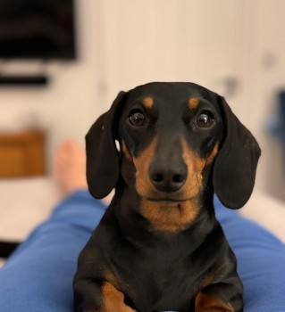 millypod1's tweet photo. 🆘19 NOV 2024 #Lost MABEL #ScanMe
MIN Dachshund Female
Wearing Green Jumper
Last seen 11am Tues 19th on #A342 heading back towards #Everleigh direction #SalisburyPlain #Wiltshire #SN8 
Ran after loud bang and gun fire
What 3 Words: https://t.co/KexFeDDSTC
https://t.co/3Qcv8MKdTy https://t.co/Ehwa7UGPl9