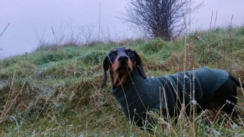 millypod1's tweet photo. 🆘19 NOV 2024 #Lost MABEL #ScanMe
MIN Dachshund Female
Wearing Green Jumper
Last seen 11am Tues 19th on #A342 heading back towards #Everleigh direction #SalisburyPlain #Wiltshire #SN8 
Ran after loud bang and gun fire
What 3 Words: https://t.co/KexFeDDSTC
https://t.co/3Qcv8MKdTy https://t.co/Ehwa7UGPl9