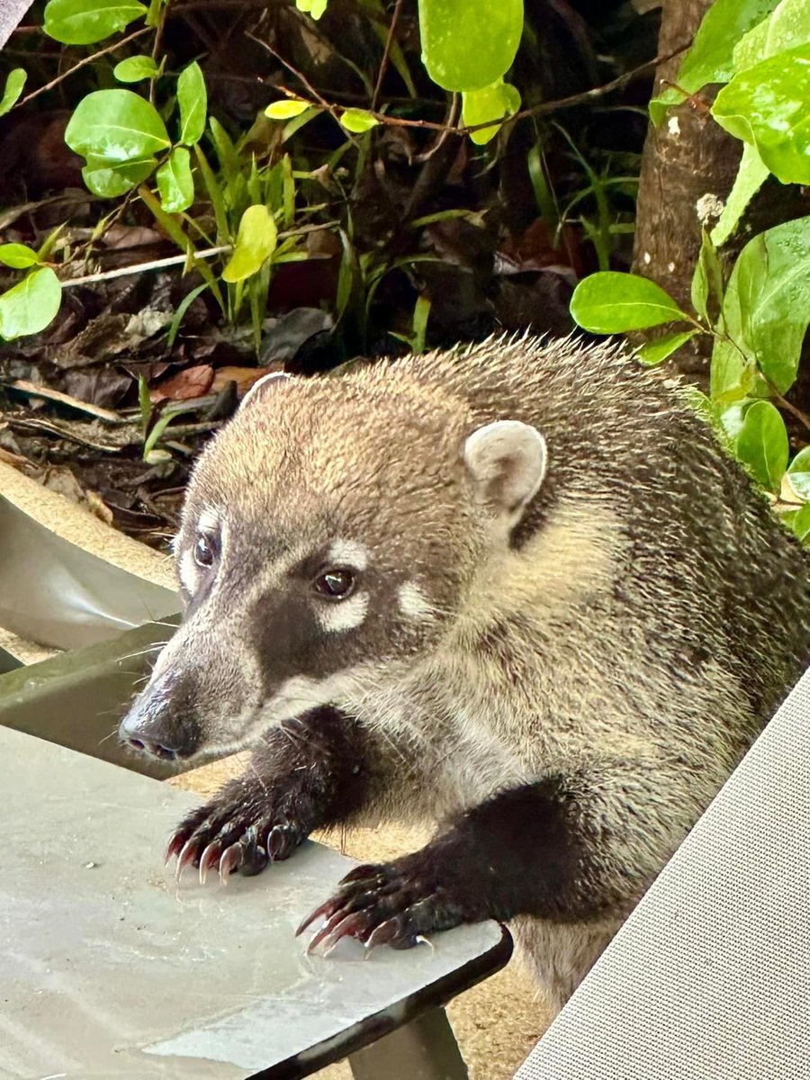 Amy Hermes (@amyhermes) on Twitter photo I think I would like to take a Coati home with me. I think I would like to take a Coati home with me.