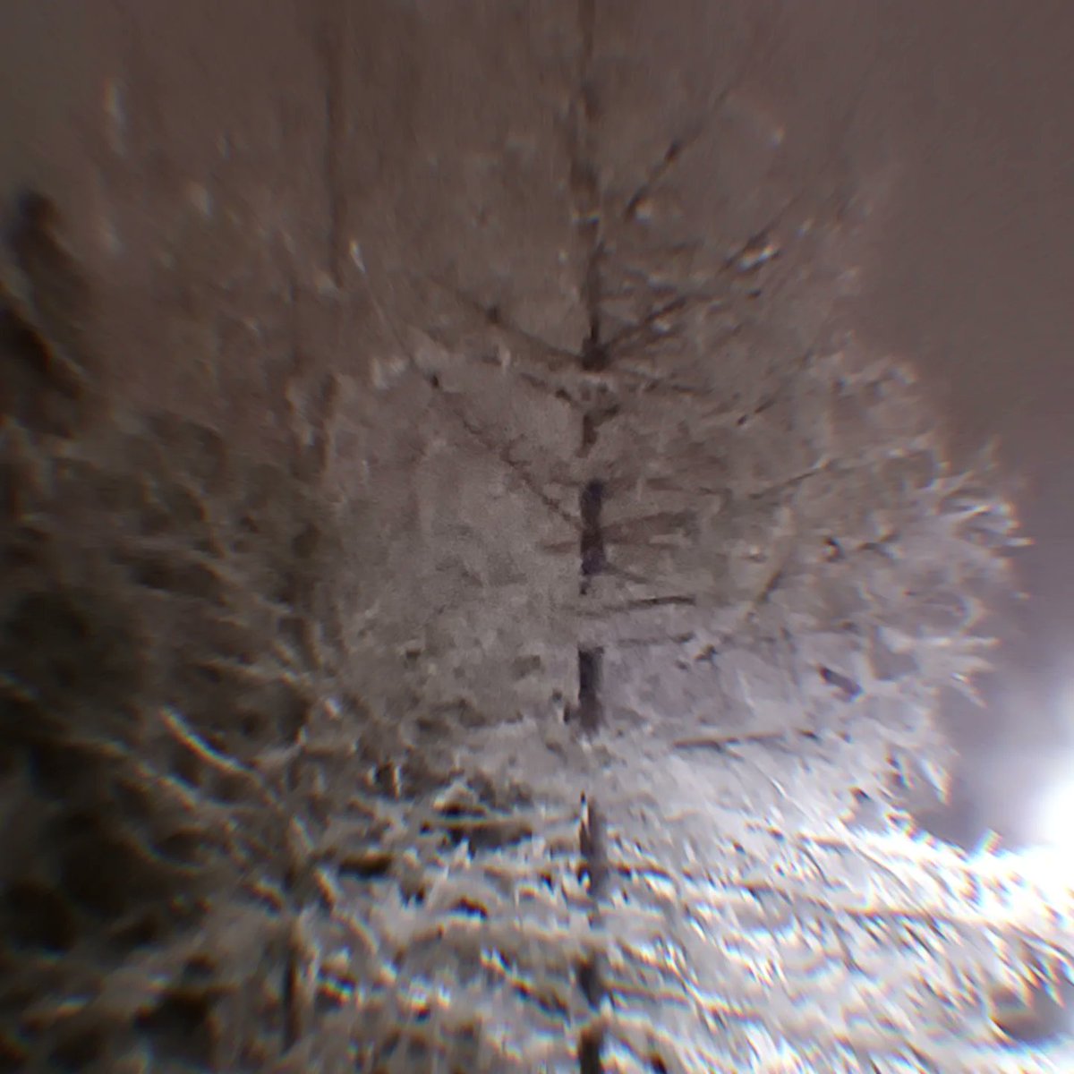 loimaa61's tweet photo. #trees 
#Snowing 
#puut
#lumipyry https://t.co/4YUnLMk9uC