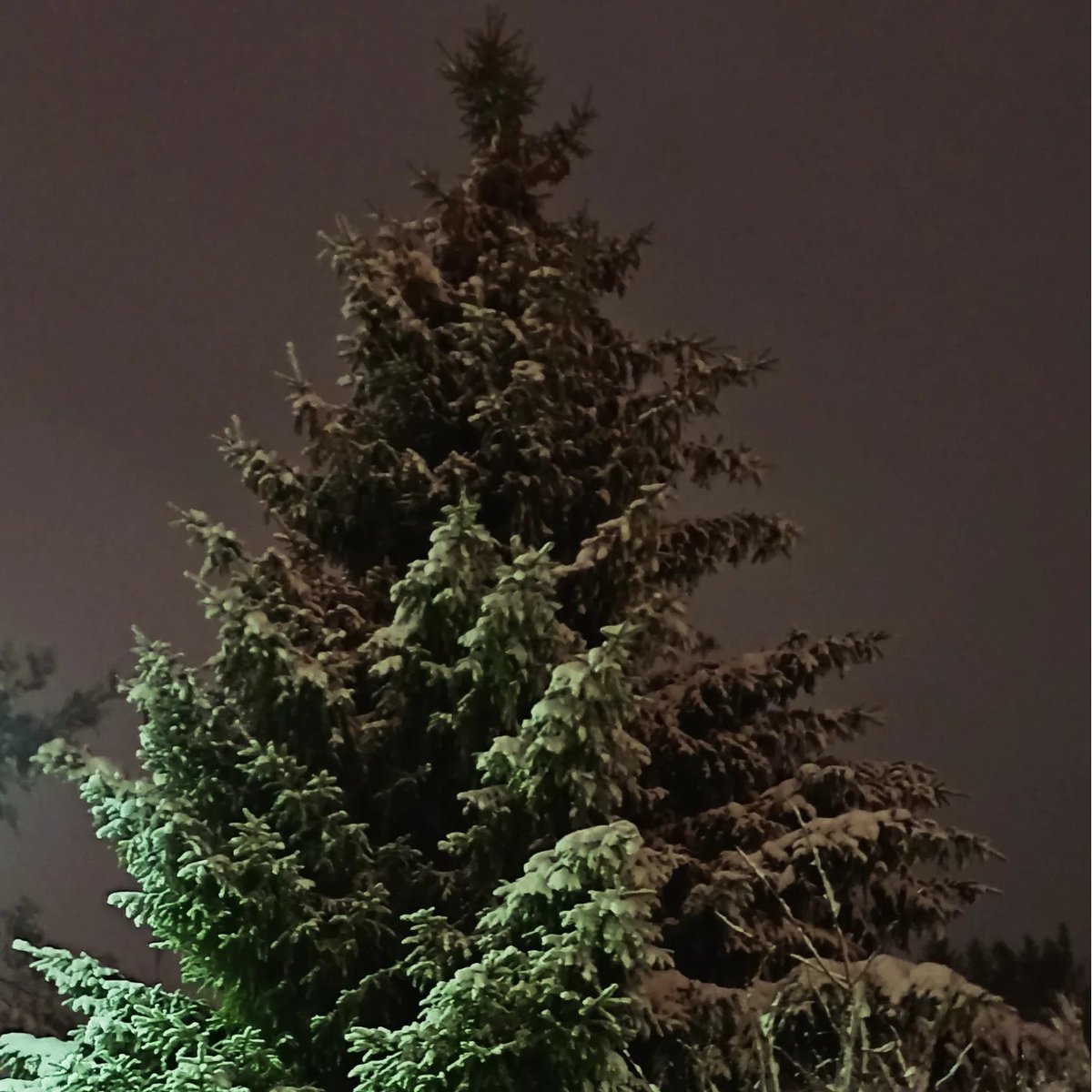 loimaa61's tweet photo. #trees 
#Snowing 
#puut
#lumipyry https://t.co/4YUnLMk9uC