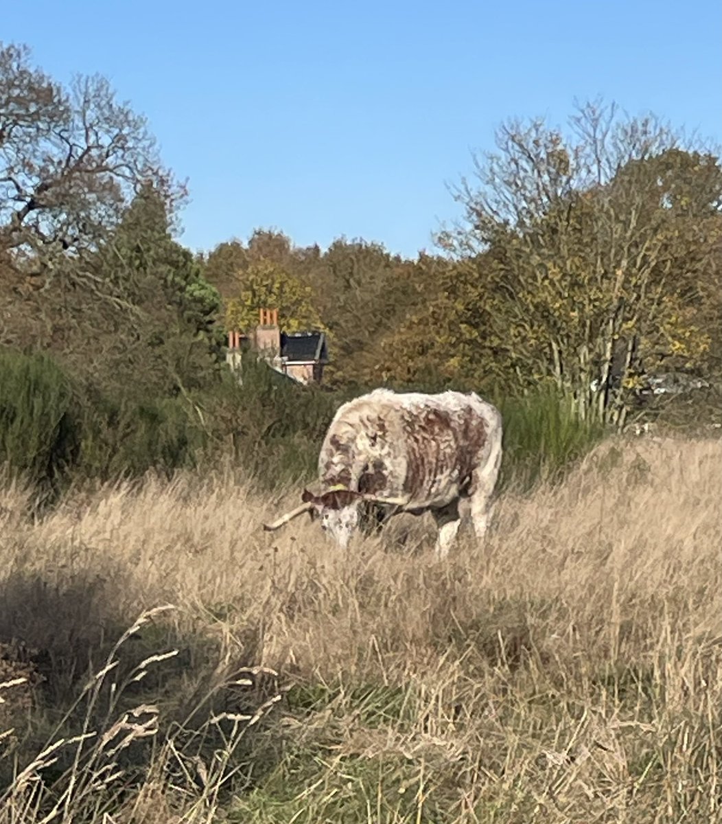 Flissej's tweet image. Forest School 🌳🍂🍁💚☺️
🌟The bus journey, jumping in muddy puddles, collecting treasures, climbing trees & basking in nature.🌟
One of the children commented:
‘I’m so happy to be here looking at the cows.’🐮🥹
So much joy, so much learning.
#earlyyears #play #nature