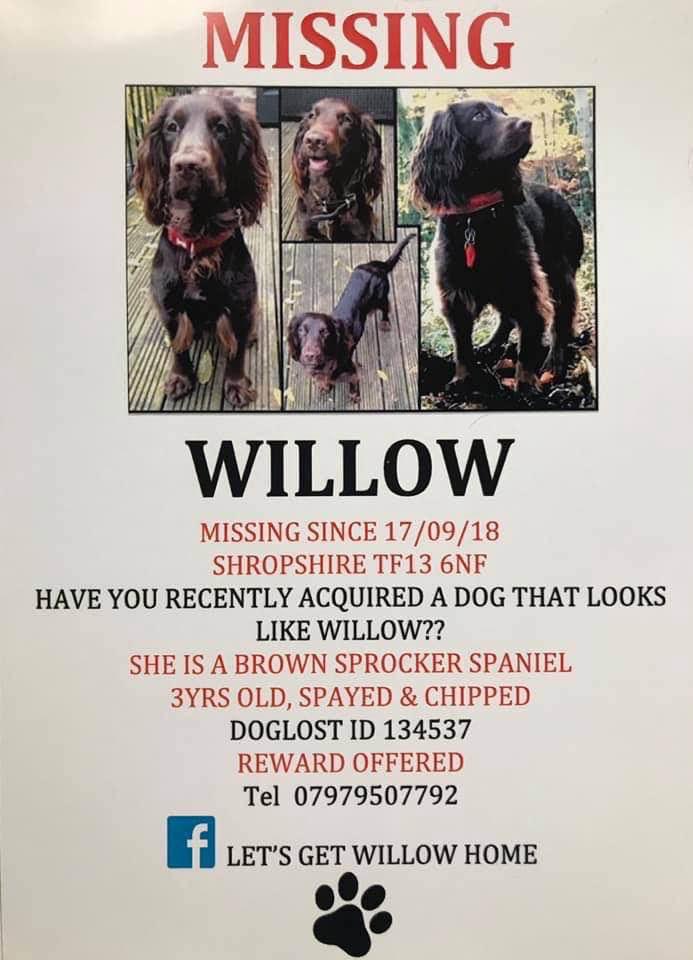 #SpanielHour 

STILL NOT HOME 
STILL SEARCHING 

WILLOW
At first you think she must of wandered out of garden 
Then it hits you 
SOMEONE HAS TAKEN HER 
17/9/18 
We all remember the first post for WILLOW of #Shropshire #TF13 
#GetWillowhome REWARD 💰 

<a href="/RachaelB100/">Rachael</a> <a href="/JacquiSaid/">Dogs of Tooting 1</a>