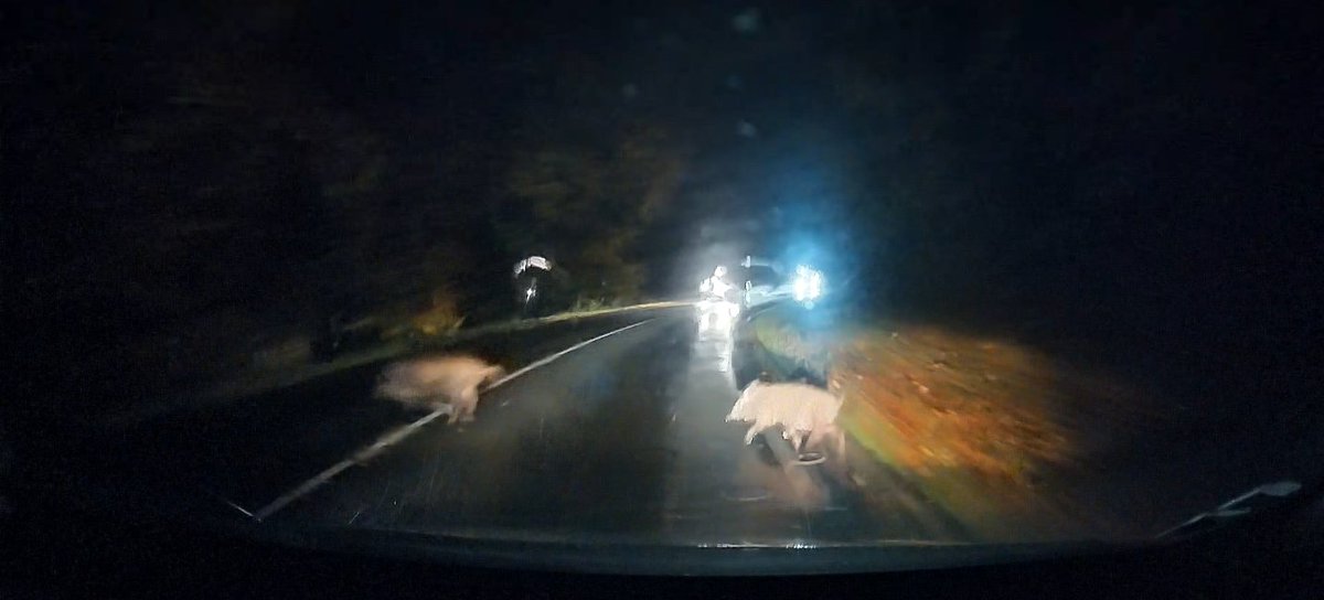 Playstation-Gate.com tweet media