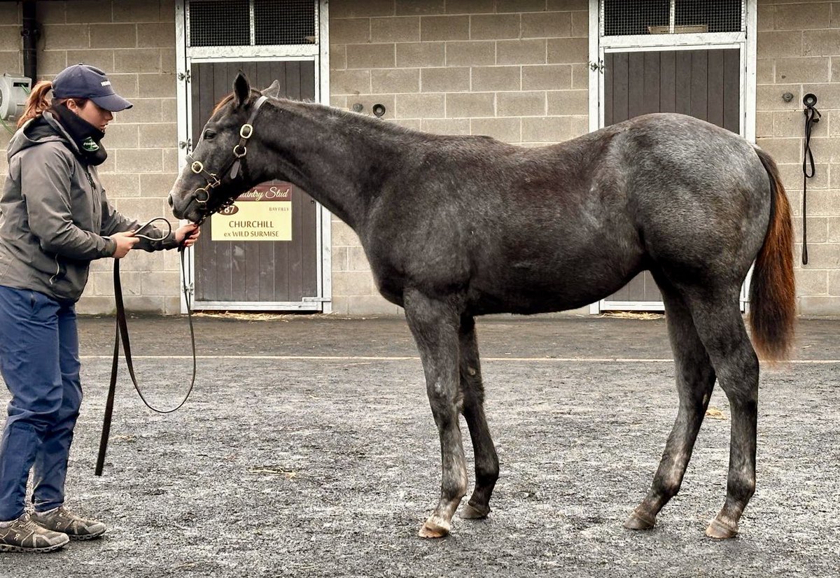 One more for The JC Organization 🇩🇰 at <a href="/Goffs1866/">Goffs</a> November Foals as lot 723 is bought for €100,000 by <a href="/FilipZwicky/">Filip Zwicky</a>. A grey colt by <a href="/DarleyEurope/">Darley in Europe</a> Blue Point out of an unraced Dark Angel half-sister to LW Riyazan, from the G1W family of Ridasiyna. Best of luck with him ✨🥂🍾🍀
