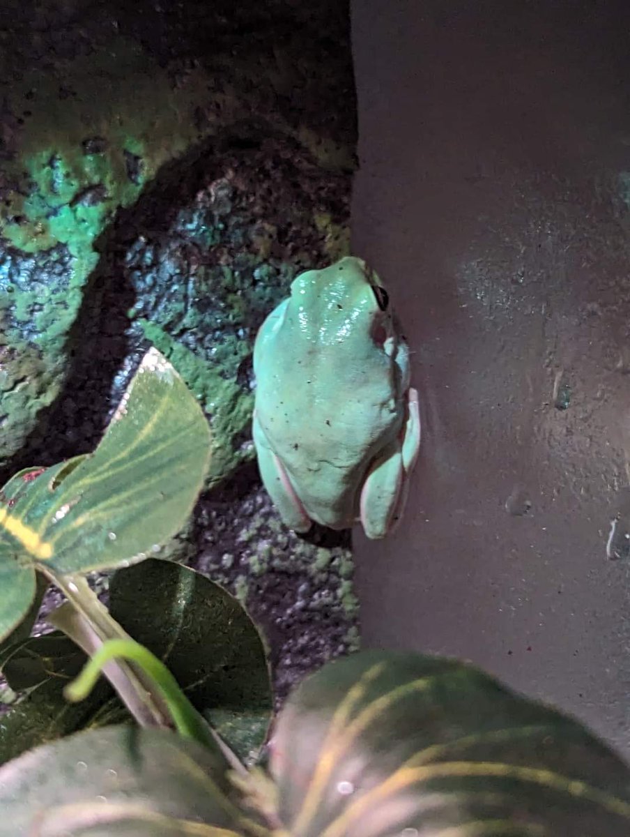 My frog Juno died a couple days ago. I was scared of her after she ate her brother Apollo. They're super dumb and cannibalistic. They will eat anything they can fit in their mouth. But I still loved her and gave her a great life. My lil fatty.
