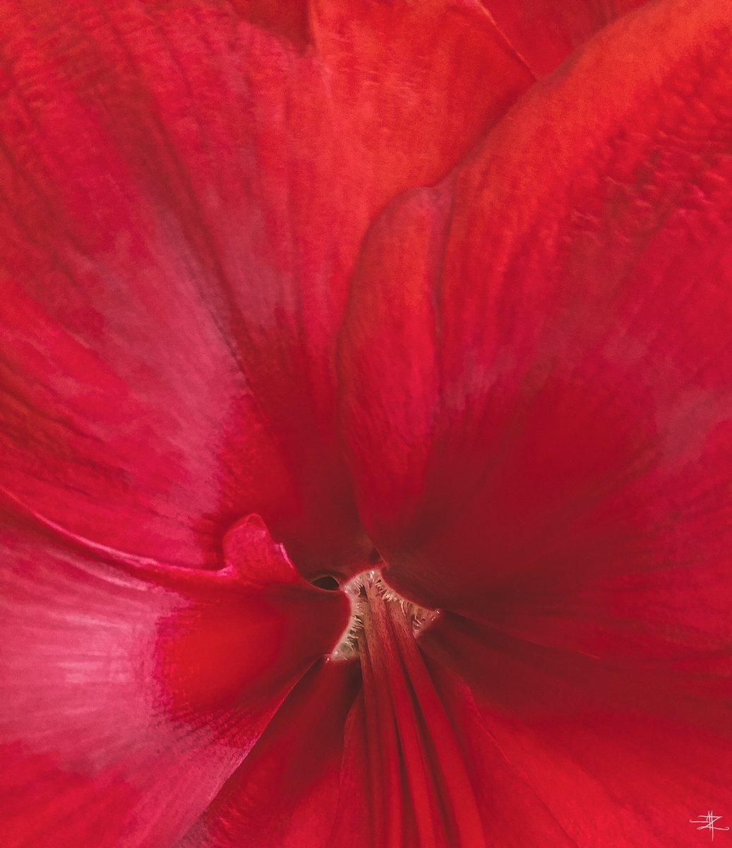 zakarian_mariam's tweet photo. New drawing inspired by botanical tissue. 
I'm revisiting my favorite flower: the blood-red Amaryllis. 

Solo exhibition opening on 1/12 at Galleri Ørn, Frederiksberg. https://t.co/IHP16d0Dsi